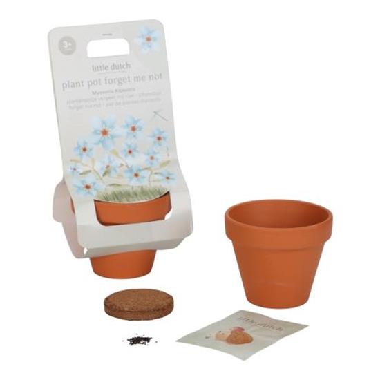 Pot de plantes Myosotis 